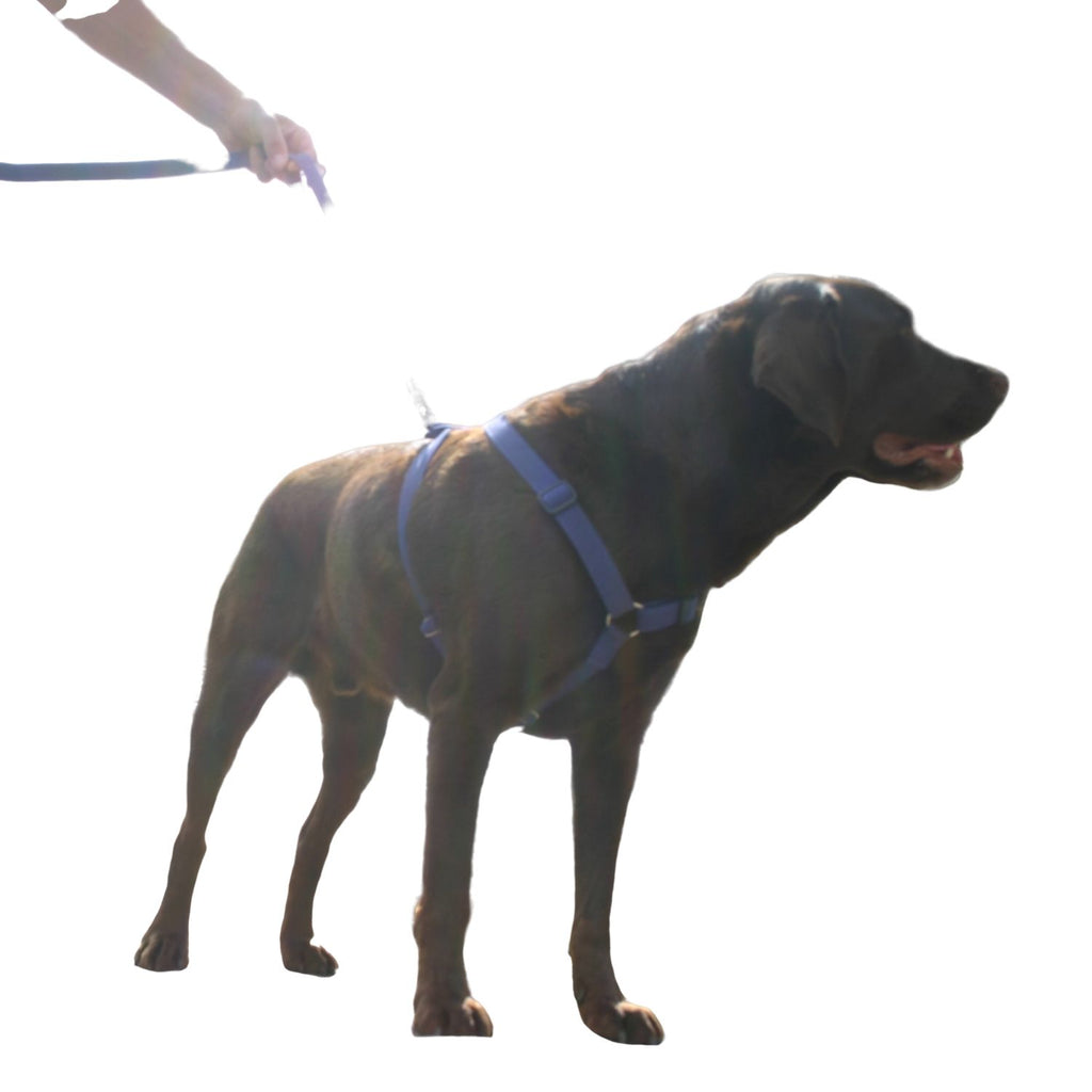 Hemp Basic Canvas Dog Harness Blue