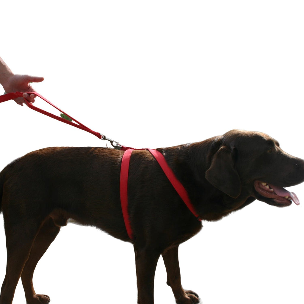 Hemp Basic Canvas Dog Harness Red