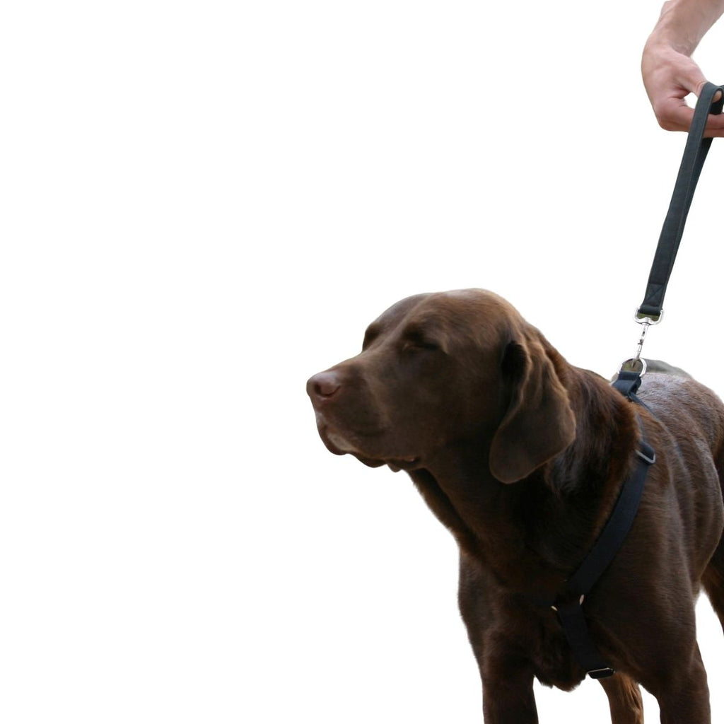 Hemp Black Canvas Dog Harness Black