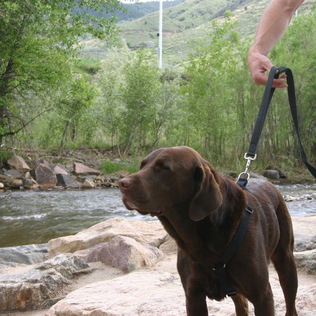 Hemp Black Canvas Harness