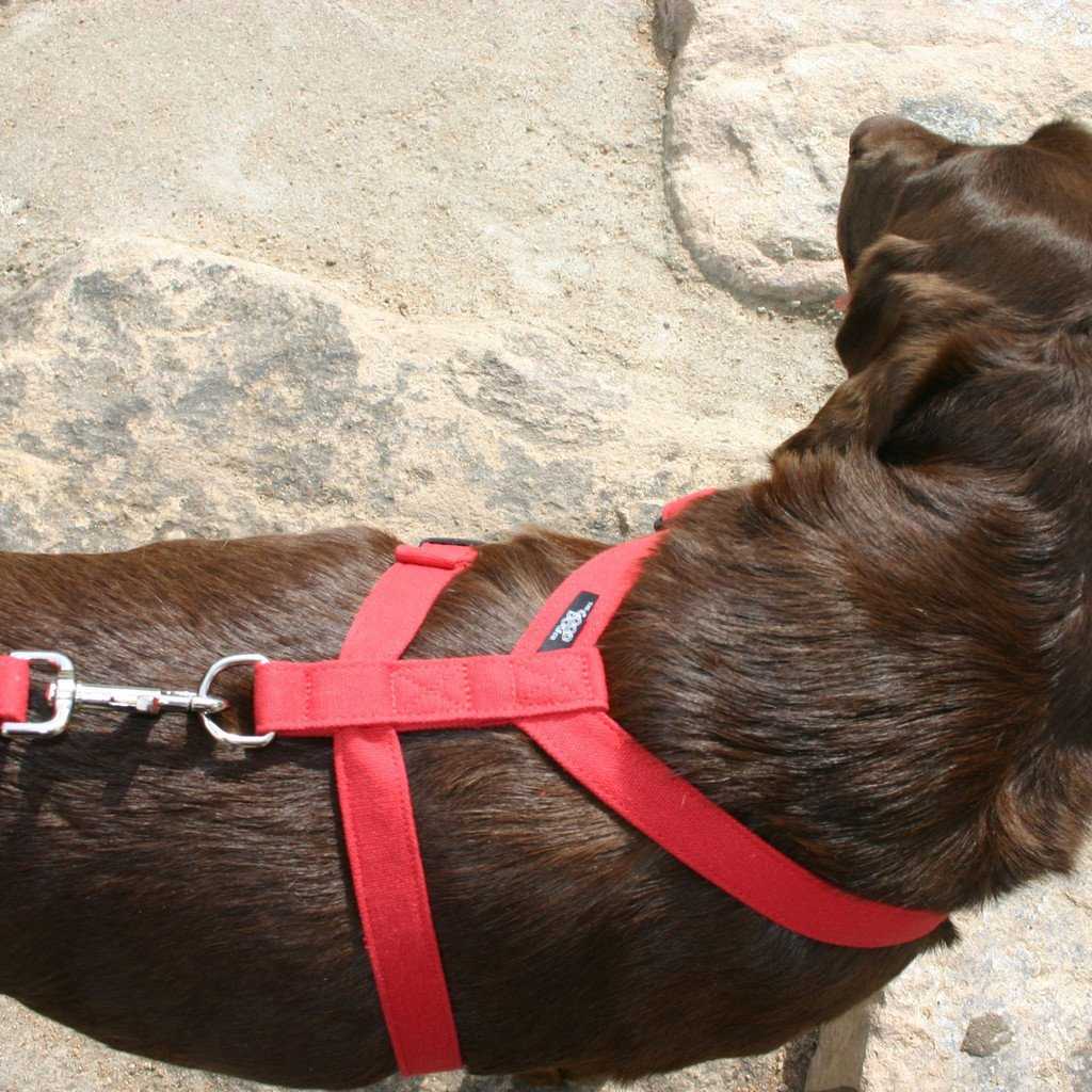 Hemp Basic Red Harness closeup