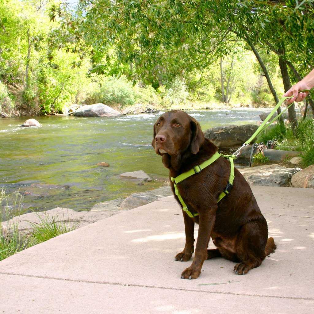 Hemp Basic Avocado Harness in Use