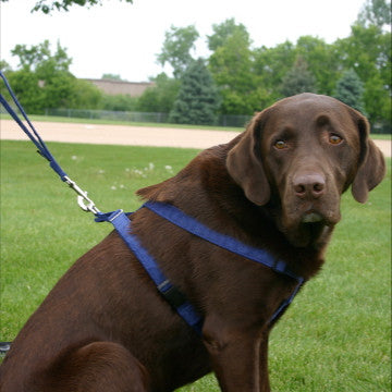 Hemp Dog Harness Blue Corduroy