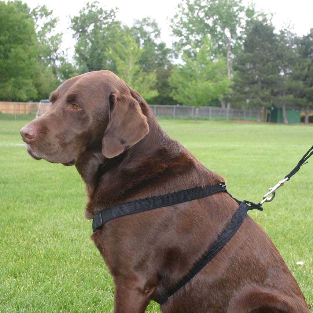 Hemp Dog Harness Black Corduroy