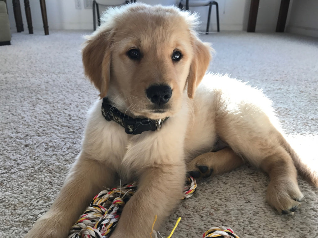 Hemp Camo Collaron puppy