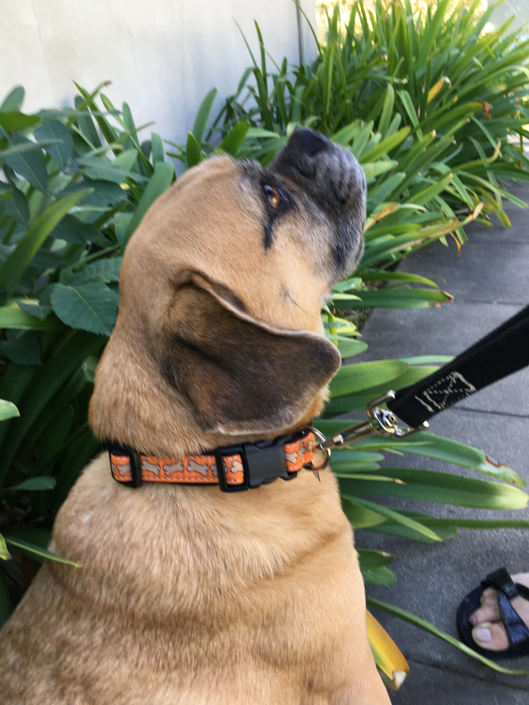 Tank wearing Orange Bones